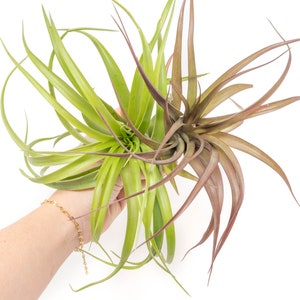May include: A cluster of air plants with long, slender leaves in shades of green and reddish-brown. The plants are held against a white background, showcasing their unique textures and colors. A gold bracelet is visible.