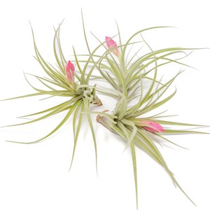 Air Plant Sticta Softleaf Fast FREE Shipping 30 Day Guarantee Air Plants for Sale image 4