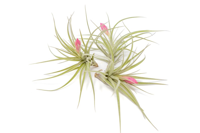 Air Plant Sticta Softleaf Fast FREE Shipping 30 Day Guarantee Air Plants for Sale image 4