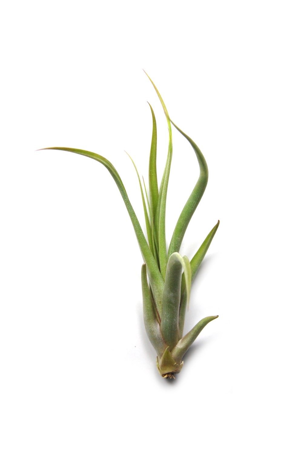5 Pack Large Air Plants Circinata Air Plants Big 5 to 8 Etsy