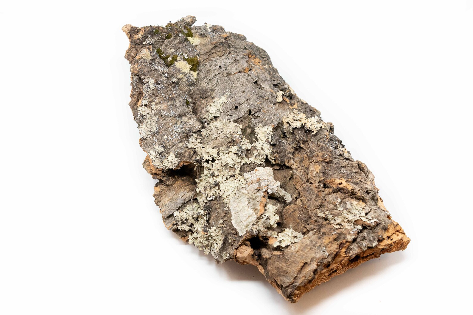 24 Lbs Virgin Cork Bark Slabs for Tillandsia & Bromeliads Etsy