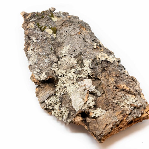 Flowers Cork Orchid Mount 12 x 8 Virgin Cork Bark Garden & Outdoors