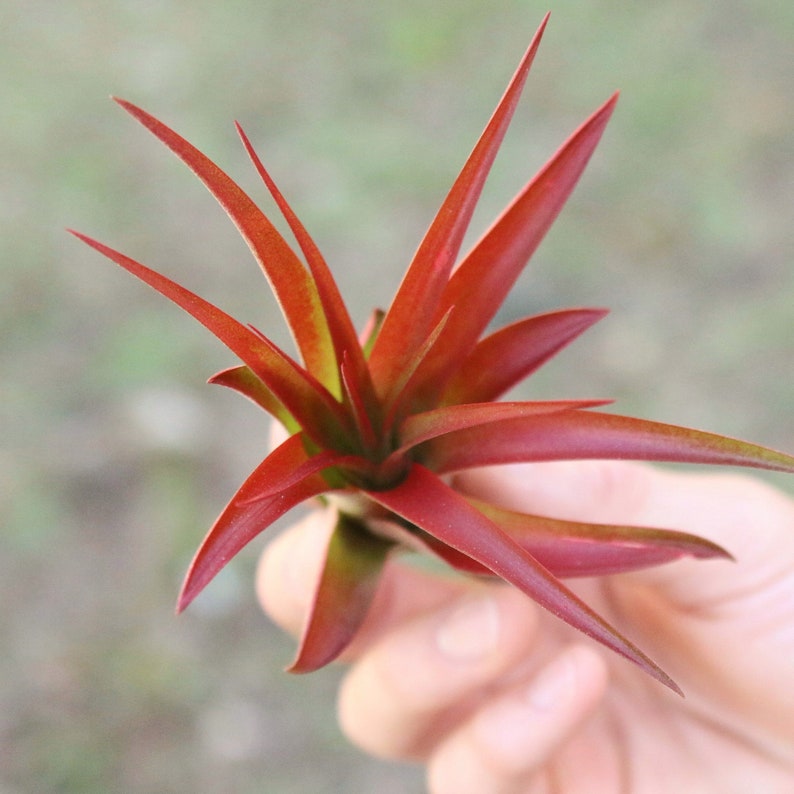 Packs of 25, 50, 75, or 100 Air Plants Wholesale Red Abdita Air Plant Fast FREE Shipping 30 Day Guarantee Air Plants Bulk image 5