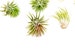 5 Pack - Air Plant - Ionantha Rubra - Set of 5 - Fast FREE Shipping - 30 Day Guarantee - Air Plants for Sale 