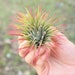 5 Pack - Air Plant - Extra Large Ionantha Rubra - Set of 5 - Fast FREE Shipping - 30 Day Guarantee - Air Plants for Sale 