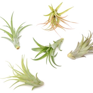 May include: An overhead shot of five air plants against a white background. The plants vary in size and shape, with green and gray-green leaves. Some have reddish-brown tips. The plants are arranged in a scattered pattern.