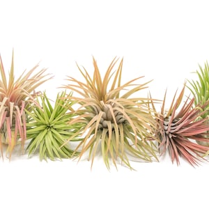 Packs of 25, 50, 75, or 100 - Air Plants Wholesale - XL Ionantha Rubra - Fast FREE Shipping - 30 Day Guarantee - Air Plants Bulk
