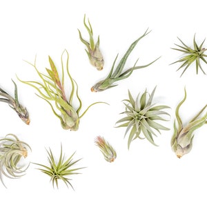 May include: A collection of nine air plants, also known as tillandsia, arranged on a white background. The plants are various shades of green and have different shapes and sizes.