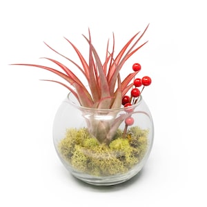 May include: A red air plant in a clear glass globe with green moss and red berries.