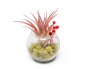 Air Plant Terrarium - Festive Terrarium with Reindeer Moss, Berry Sprig, & Red Abdita Air Plant - Fast FREE Shipping - 30 Day Guarantee