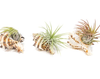 25 Air Plants in Longspine Murex Shell - Wedding Favor - Fast FREE Shipping - 30 Day Guarantee - Air Plant Holder - Air Plant Container