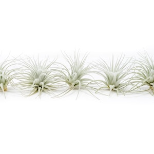 5 - 10 or 25 - Tillandsia Tectorum Ecuador Air Plants - Regular Size - Fast FREE Shipping - 30 Day Guarantee - Air Plants for Sale