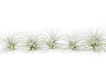 5 - 10 or 25 - Tillandsia Tectorum Ecuador Air Plants - Regular Size - Fast FREE Shipping - 30 Day Guarantee - Air Plants for Sale