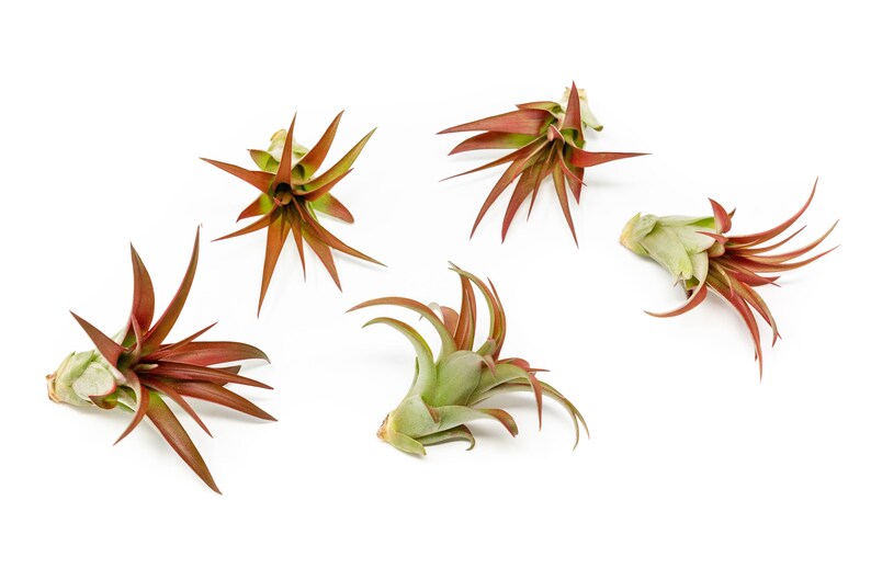 Packs of 25, 50, 75, or 100 Air Plants Wholesale Red Abdita Air Plant Fast FREE Shipping 30 Day Guarantee Air Plants Bulk image 2