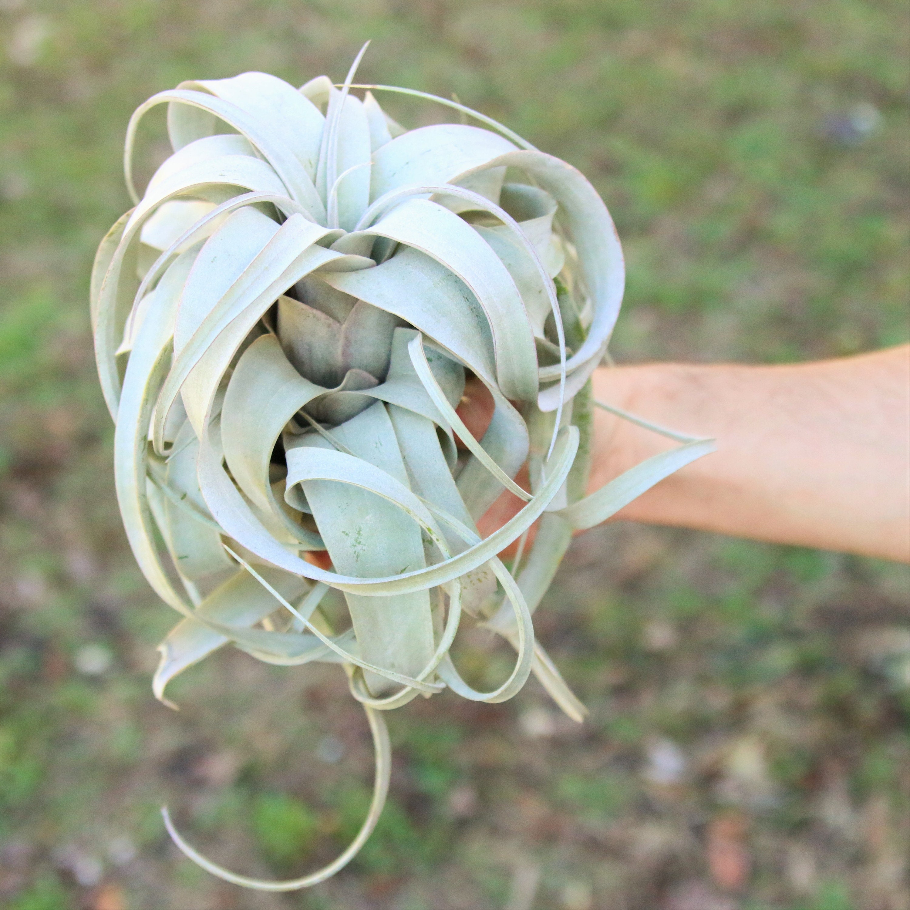 6 Air Plants Wholesale Xerographica Air Plants Set of 6 Etsy