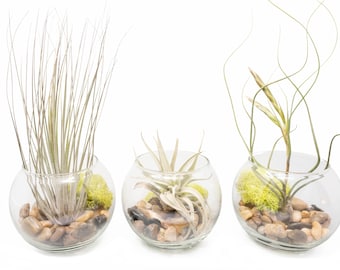 12 Glass Bubble Bowl Terrariums with Tillandsia Air Plants - Bulk Price - 30 Day Guarantee - Fast FREE Shipping
