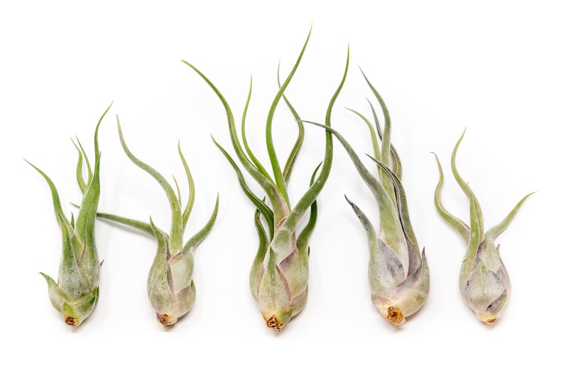 AirPlantSupply Tillandsia Caput Medusae Air Plant - Thumbnail 3