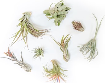 Packs of 25, 50, 75, or 100 - Air Plants Wholesale - Premium Air Plant Grab Bag - Fast FREE Shipping - 30 Day Guarantee - Air Plants Bulk