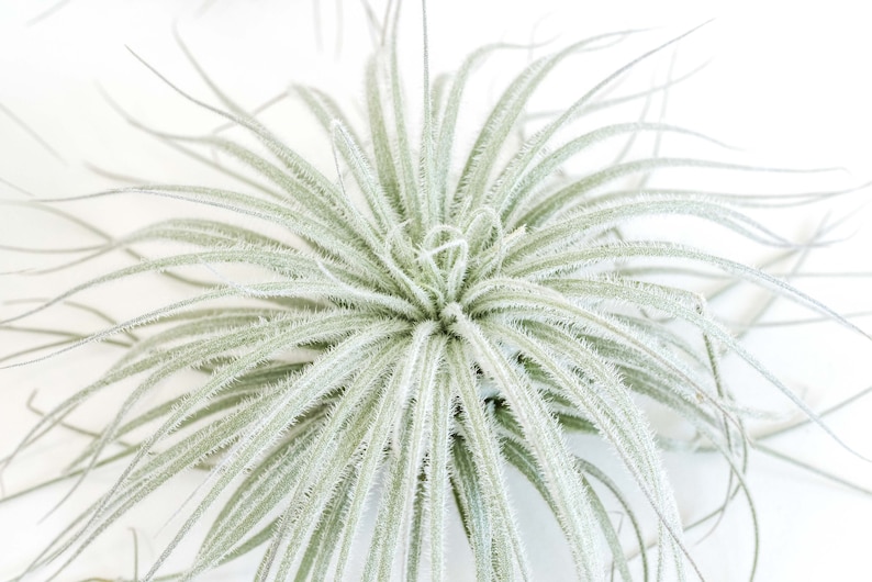 Tillandsia Tectorum Ecuador Air Plants - Thumbnail 4