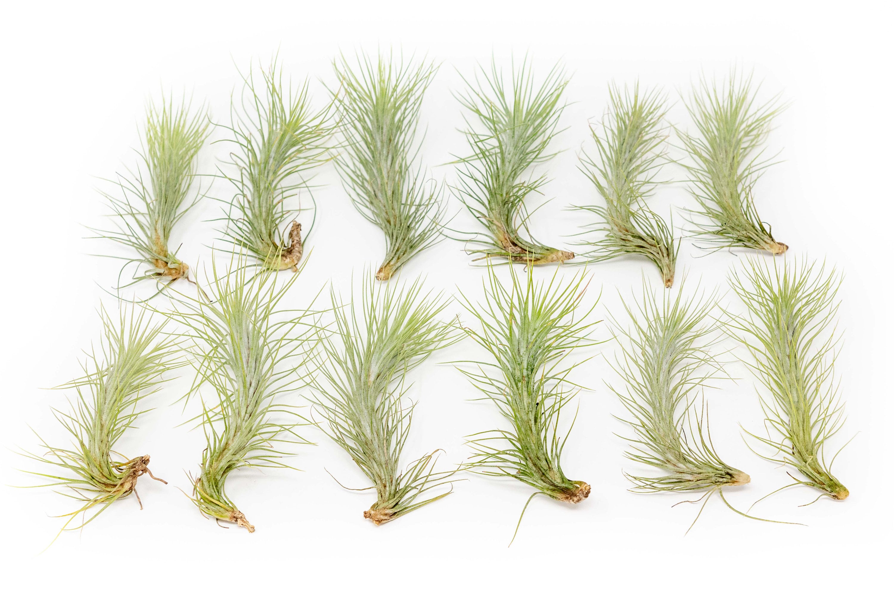 dracaena plants for sale Dragon Tree, Dracaena Marginata | Vancouver Indoor Plant Store