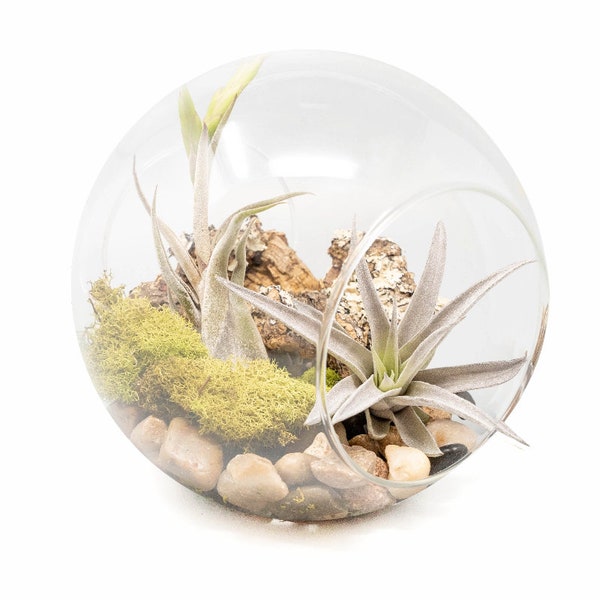 Double Open End Glass with Caput Medusae and Sphaerocephala - Fast FREE Shipping - 30 Day Guarantee - Air Plant Terrarium