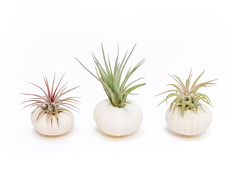 Trio of White Sea Urchins with Ionantha Air Plants - Fast FREE Shipping - 30 Day Guarantee - Sets of 3, 6, or 9 - Air Plant Display Holder
