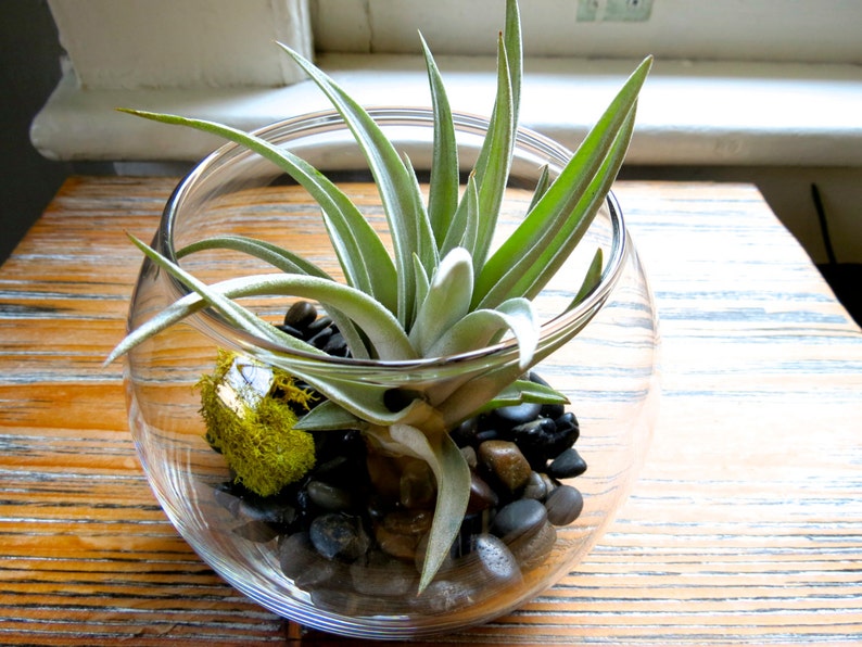 12 Bubble Terrariums Air Plants in Glass Terrariums Bulk / Etsy