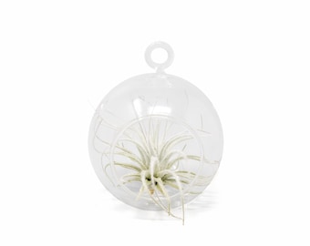 Hanging Mini Flat Bottom Glass Terrarium with Assorted Tillandsia Air Plants - Fast FREE Shipping - 30 Day Guarantee - Air Plants for Sale
