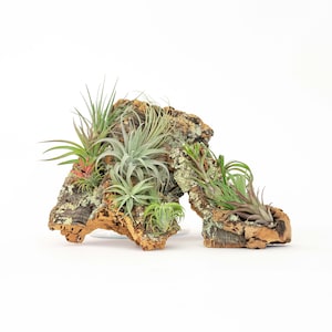 May include: A collection of air plants growing on a piece of cork bark. The plants are various shades of green and have long, thin leaves.