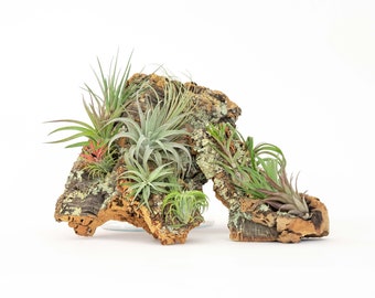 Medium Cork Bark with 4 Assorted Tillandsia Air Plants - Fast FREE Shipping - 30 Day Guarantee - Live Air Plant Holder