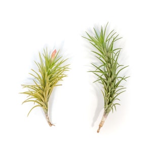 Air Plant - Tillandsia Araujei - Fast FREE Shipping - 30 Day Guarantee - Air Plants for Sale