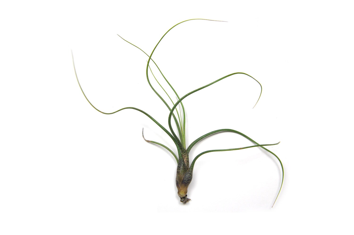 5 Pack Air Plant Butzii Air Plant Set of 5 Fast FREE Etsy