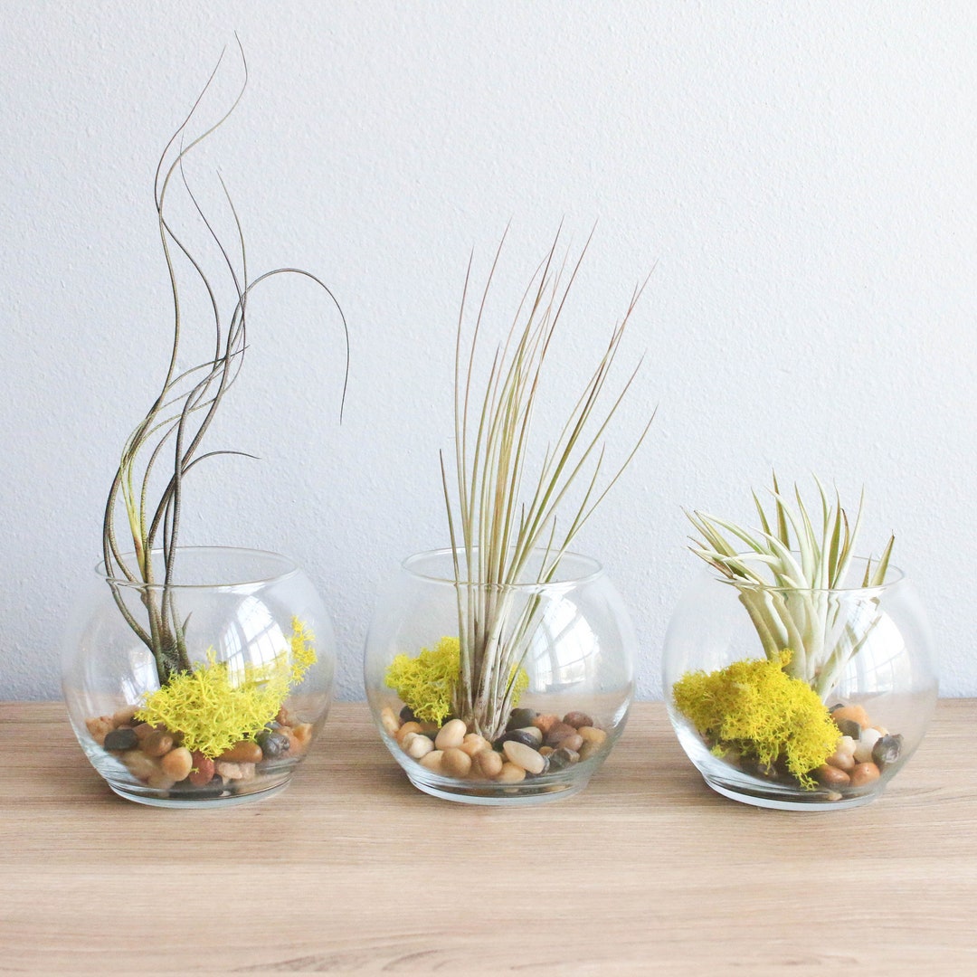 Glass Bowl Terrariums With Air Plants Juncea Etsy