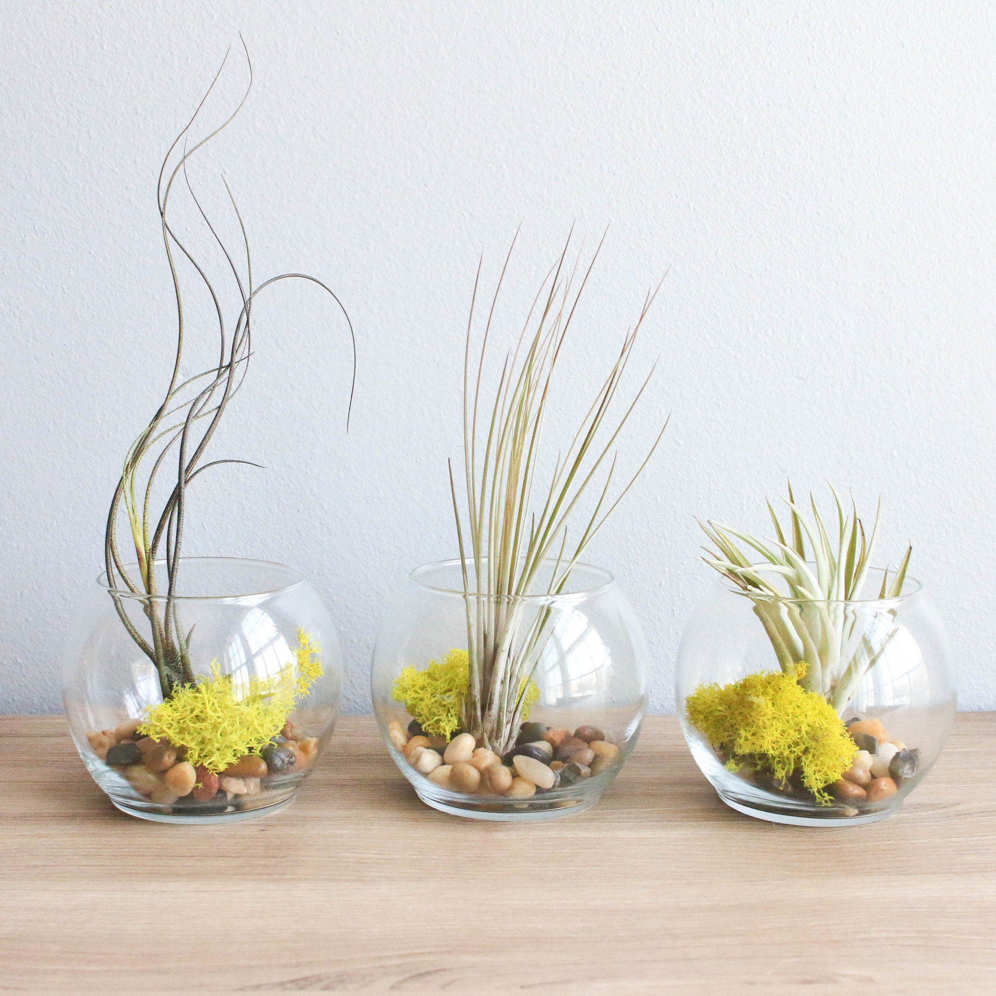 Glass Bowl Terrariums With Air Plants Juncea Etsy