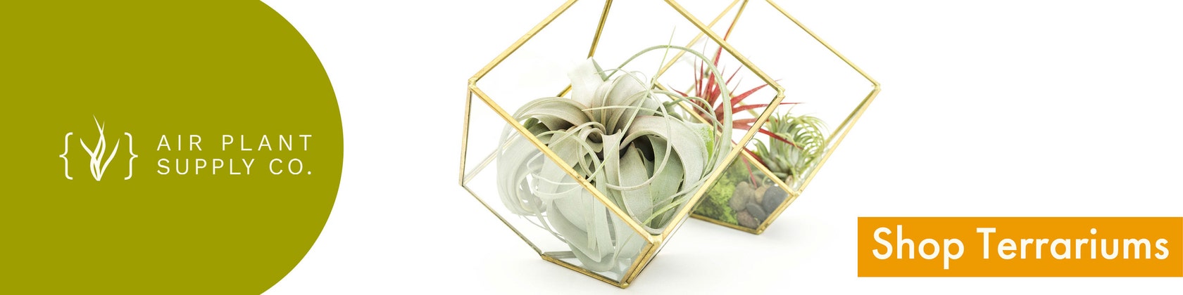 dracaena sanderiana ribbon plant Dracaena, 2.5in, Sanderiana Ribbon Plant