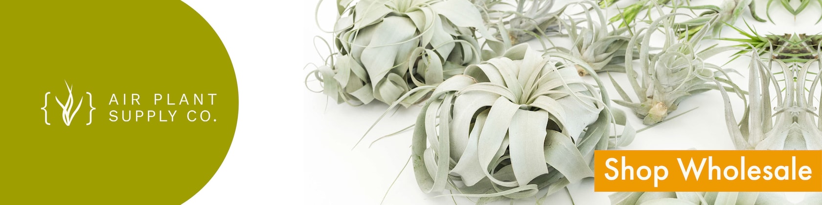 AirPlantSupply - Etsy