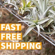 dracaena fragrans common name Dracaena fragrans (Branched) – Interior Foliage Design