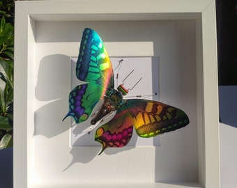 Iridescent Butterfly, Amazing Rainbow Colours, Handmade By David Wright at Electrickery.