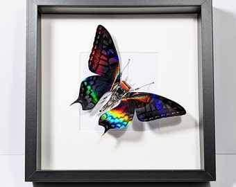 Framed Butterfly, Mother's Day's Gift, Choice of Colours, Handmade By Electrickery