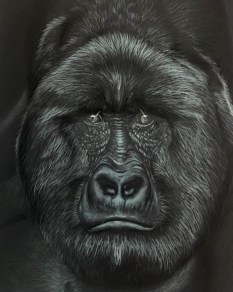 Glicee Print, Silverback Gorilla Black and White Drawing, Intense Stare, Original Artwork, Wall ...