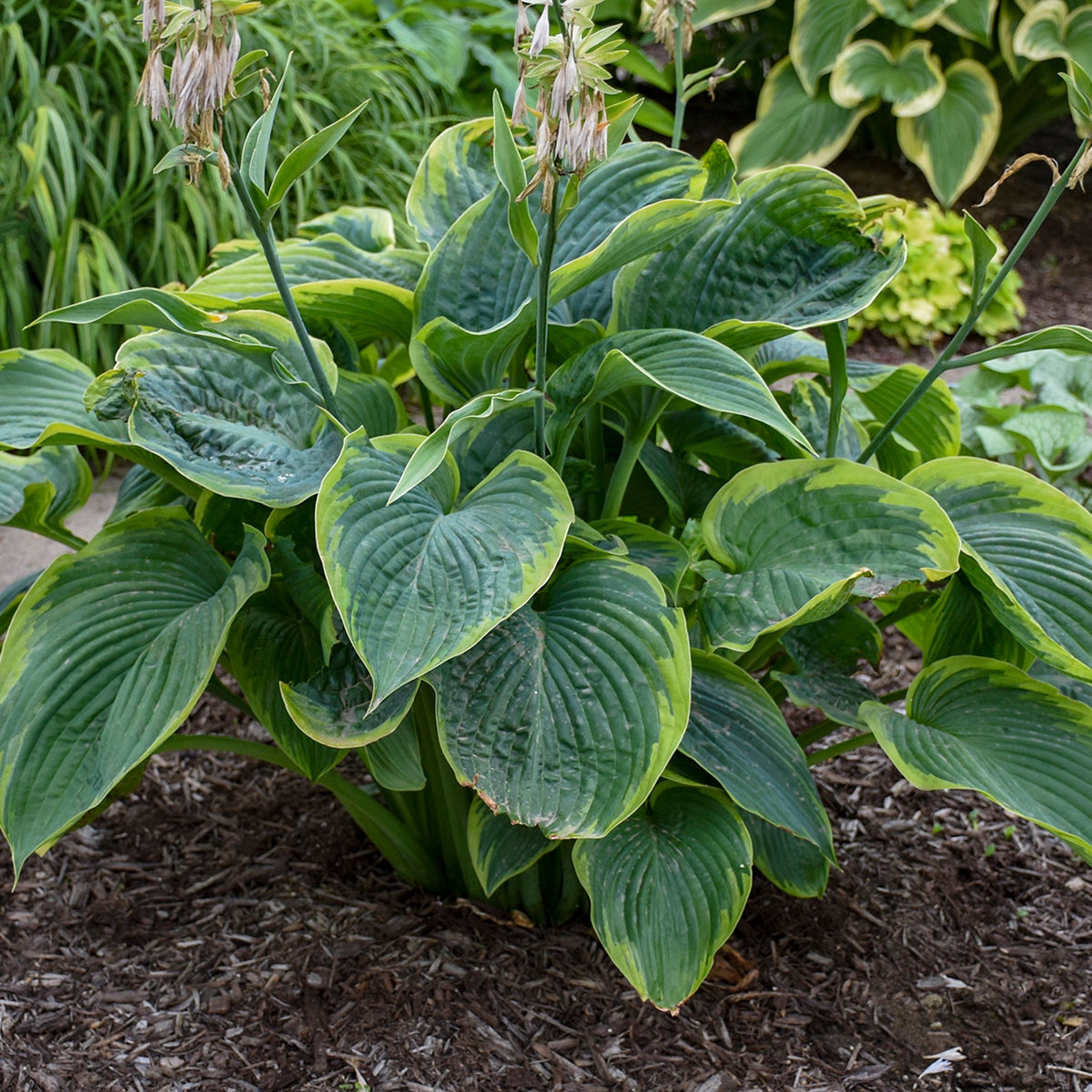 Wu-la-la Hosta