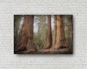 Yosemite Tree Art, California Sequoia Trees, Woodlands Photo Art, Mariposa Grove Photo Art, Bachelor & Three Graces, Yosemite National Park