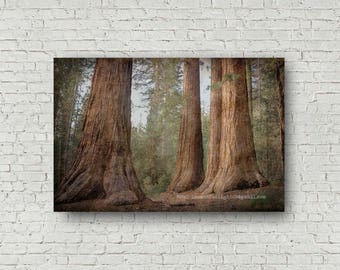 May include: A photograph of three large, brown sequoia trees in a forest. The trees are tall and straight, with thick trunks and branches that reach high into the sky. The forest floor is covered in fallen leaves and needles.