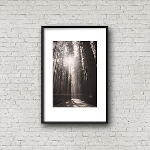 Redwood Tree Photo / Redwood Forest Art / Tree Sunshine Print / California Redwood Tree / Nature Large Wall Decor / Avenue of the Giants image 8