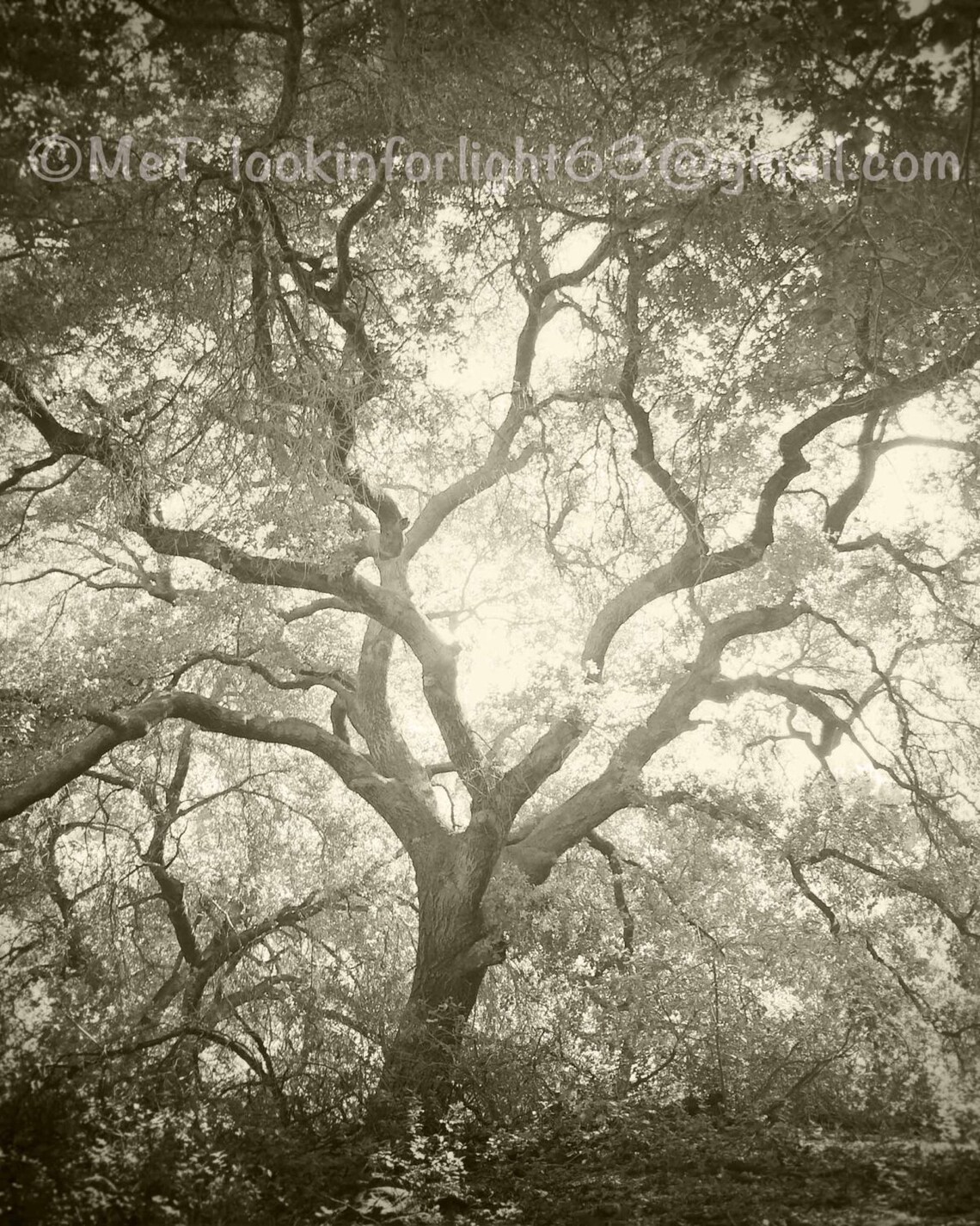 Tree Photography, California Live Oak, Tree and Light, Nature Art, Live