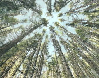 Tree Photography | Forest View | Looking Up Photo | In the Woods | Patrick's Point State Park | Tree Wall Decor | California Nature Print