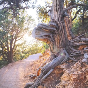 Sunshine & Tree Photo Grand Canyon Tree North Rim Grand Canyon Arizona Nature Photo Old Tree Photo Sunlit Path Photo Trail Photo image 3