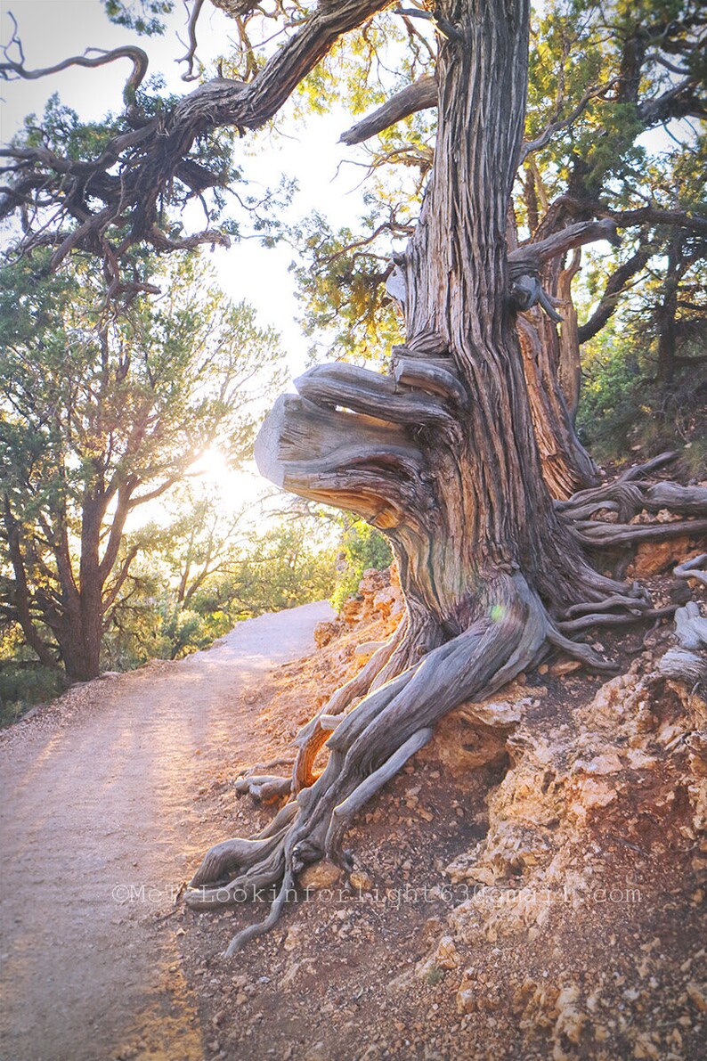 Sunshine & Tree Photo Grand Canyon Tree North Rim Grand Canyon Arizona Nature Photo Old Tree Photo Sunlit Path Photo Trail Photo image 3