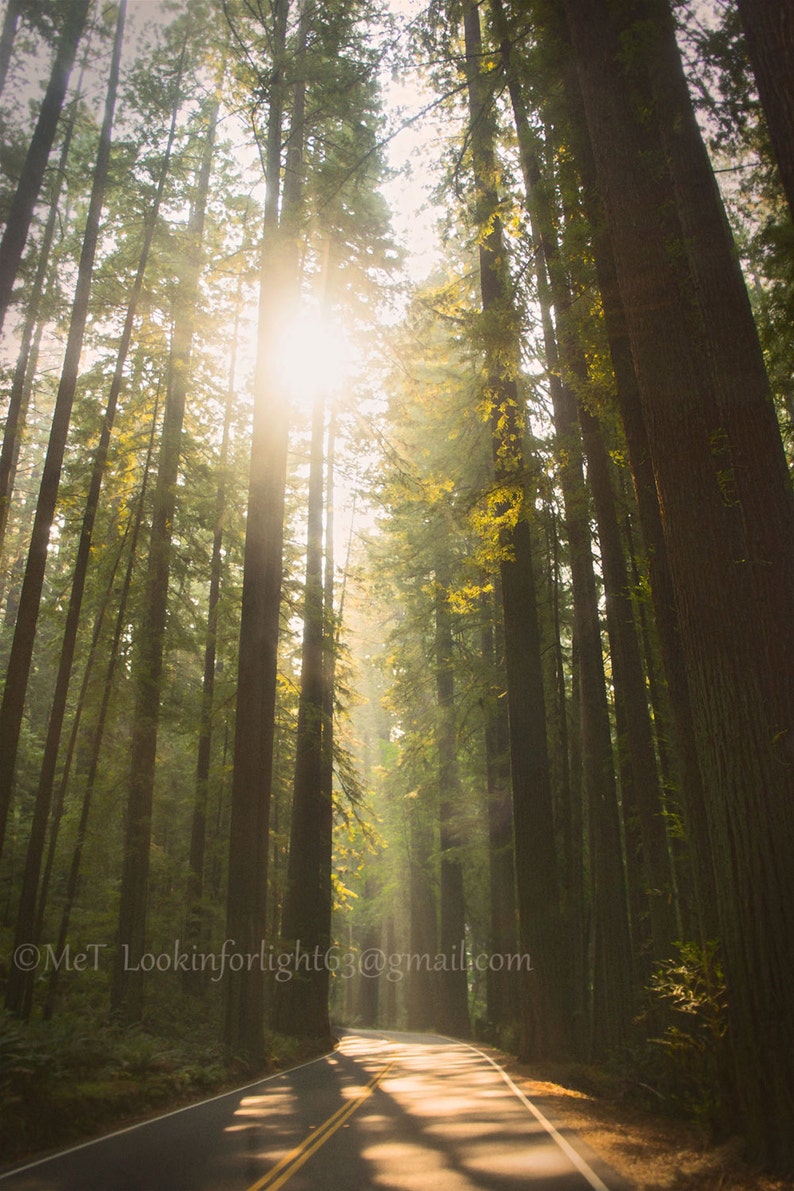 Redwood Tree Photo / Redwood Forest Art / Tree Sunshine Print / California Redwood Tree / Nature Large Wall Decor / Avenue of the Giants image 1