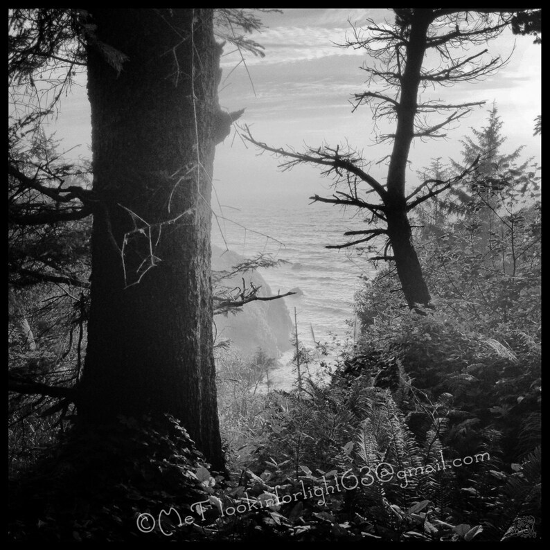 May include: A black and white photograph of a forest scene with a large tree trunk in the foreground. The tree trunk is partially obscured by foliage. The background shows a view of the ocean through the trees.